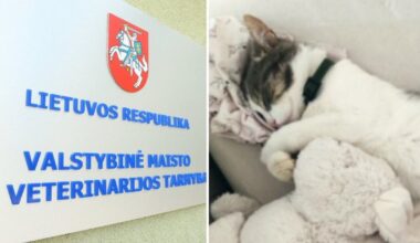 Dingęs vilnietės katinas atsidūrė prieglaudoje: grąžinti atsisakė ir atidavė kitiems