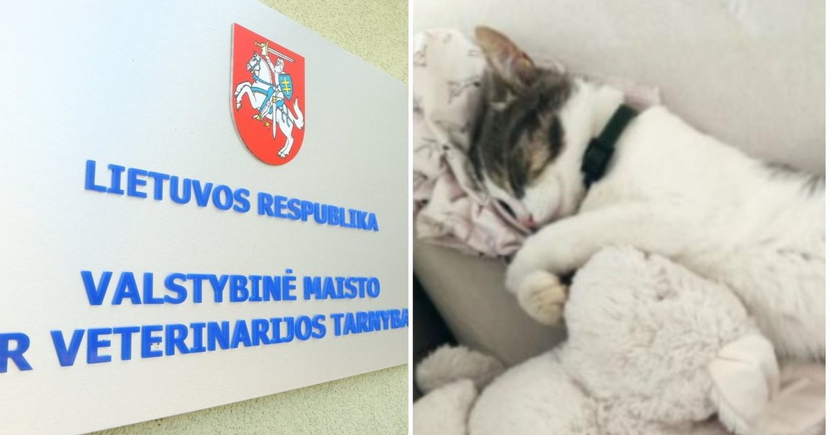 Dingęs vilnietės katinas atsidūrė prieglaudoje: grąžinti atsisakė ir atidavė kitiems