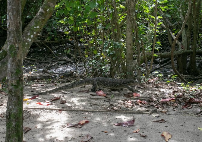 Asmeninio archyvo nuotr. / Driežas stebėtojas Tavajun įlankoje