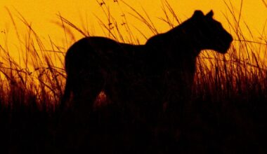 Lenkijoje pastebėta didelė laukinė katė