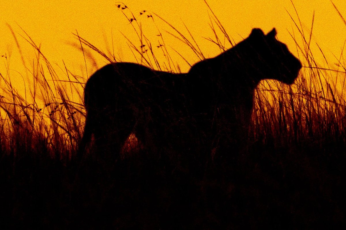 Lenkijoje pastebėta didelė laukinė katė