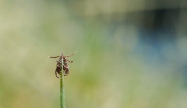Ar tokią šaltą žiemą iššals uodai ir erkės