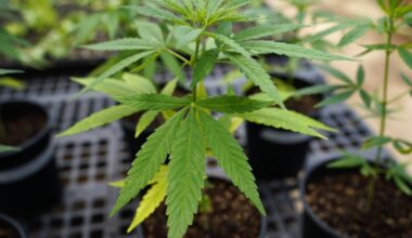 Dėl JAV muitų kanapių perdirbėja „Allive Europe“ keis investicijų strategiją