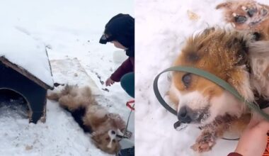 Skaidiškėse šunį paliko pririštą prie būdos