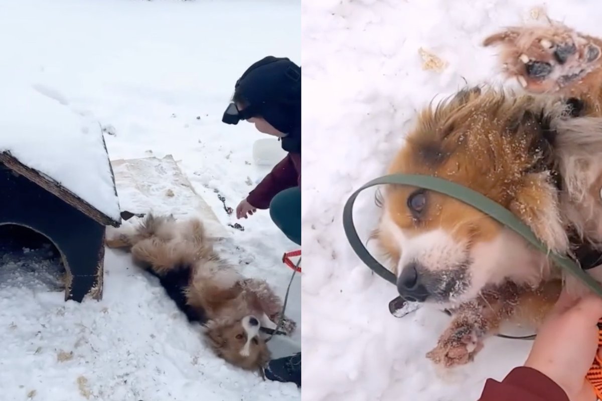 Skaidiškėse šunį paliko pririštą prie būdos