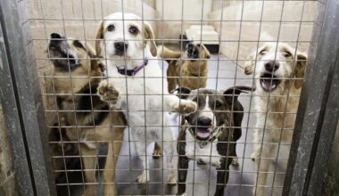 Artėjant šalčiams, prieglauda ieško pastogės jų gyvūnams