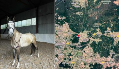 Netoli Vilniaus dingo žirgas - Delfi miestai