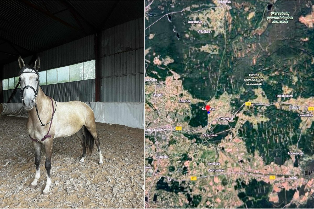 Netoli Vilniaus dingo žirgas - Delfi miestai