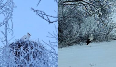 Netikėtas vaizdas už lango šokiravo gyventojus – dalijasi, ką pastebėjo sniege - tv3.lt