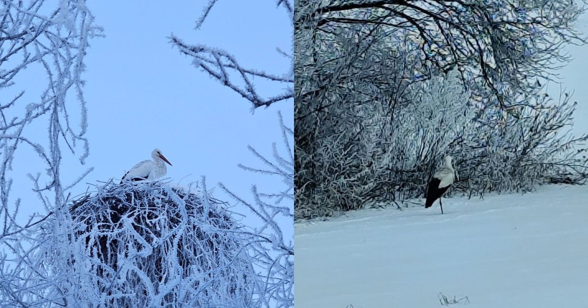 Netikėtas vaizdas už lango šokiravo gyventojus – dalijasi, ką pastebėjo sniege - tv3.lt