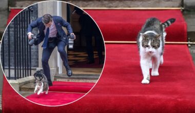 Žymusis britų katinas Laris sukėlė sumaištį Lenkijos prezidento vizito metu