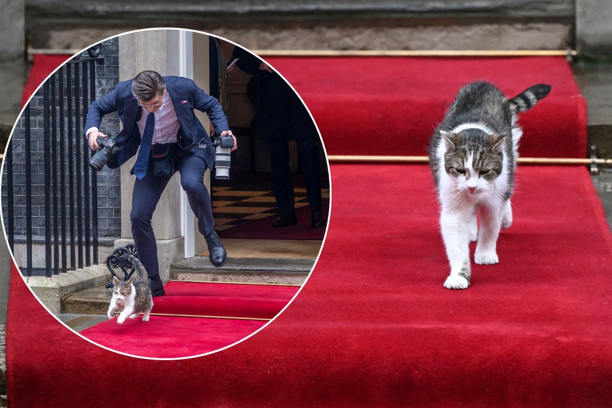 Žymusis britų katinas Laris sukėlė sumaištį Lenkijos prezidento vizito metu