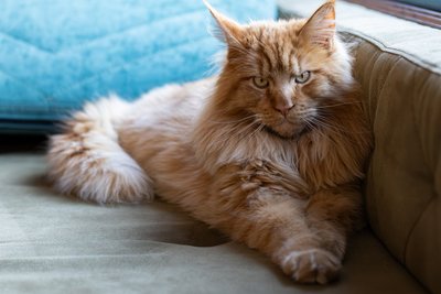 Oranžinis Meino meškėnas.