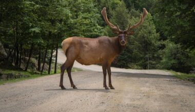 Aplinkos ministerija atsisako planų nebelimituoti briedžių medžioklės