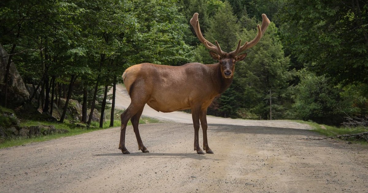 Aplinkos ministerija atsisako planų nebelimituoti briedžių medžioklės