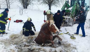 Plungėje ugniagesiai gelbėjo į eketę įkritusį arklį: reagavo skubiai – pasitelkė ir traktorių
