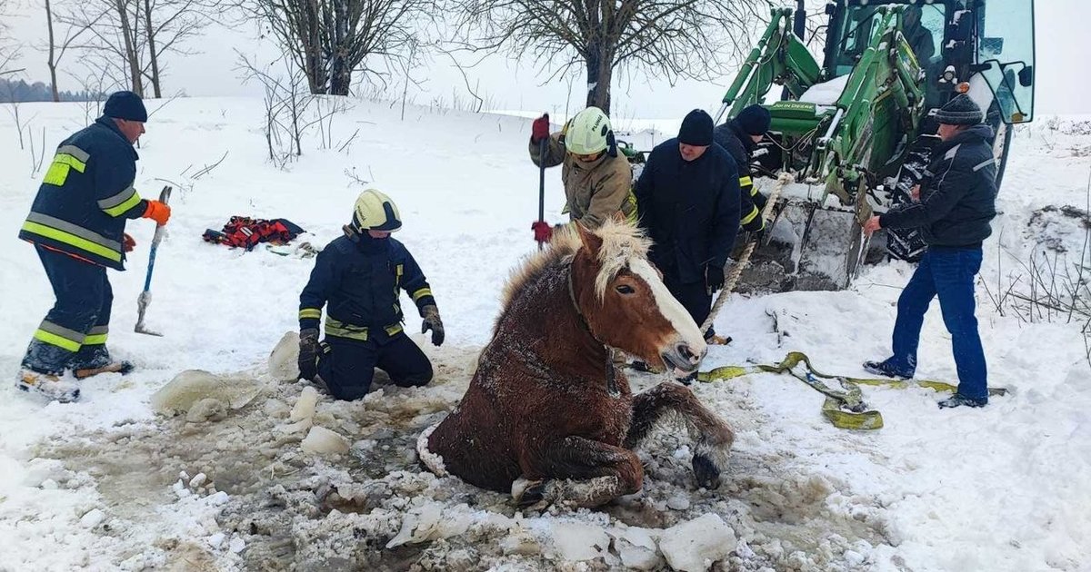 Plungėje ugniagesiai gelbėjo į eketę įkritusį arklį: reagavo skubiai – pasitelkė ir traktorių