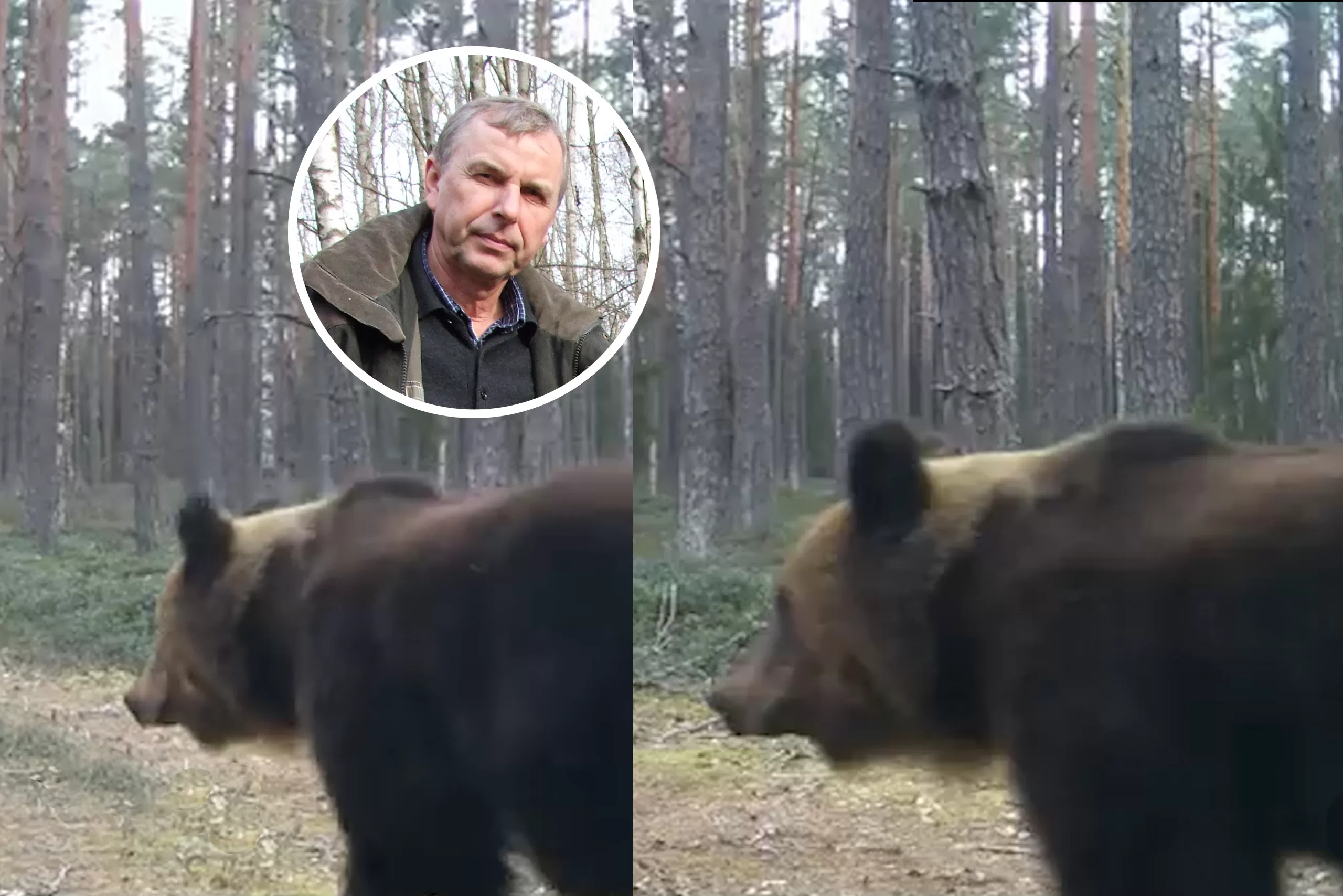 Alius Ulevičius, meškos