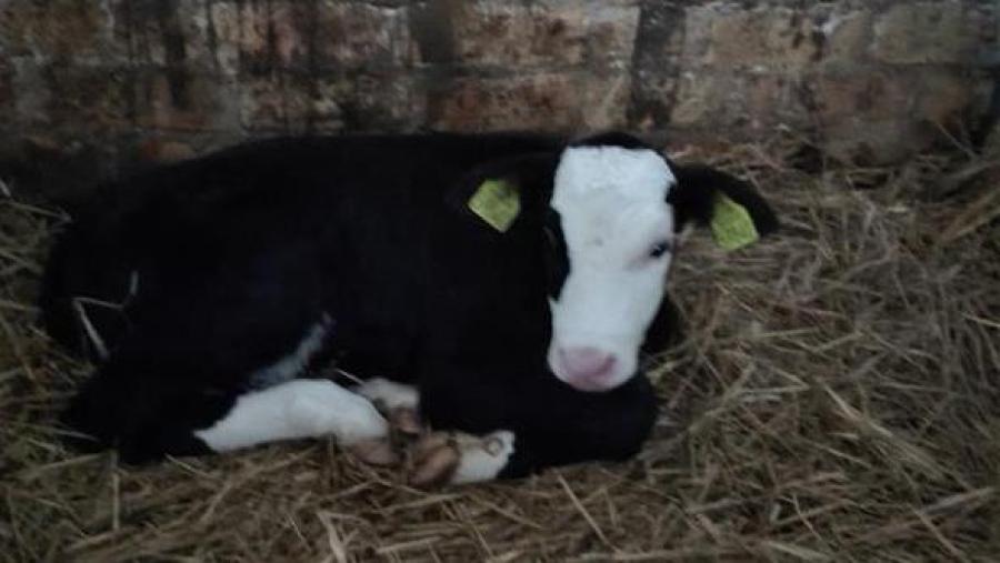 Po pranešimo apie kankinamus gyvulius Anykščių rajone – VMVT inspektorių kirtis - Alfa