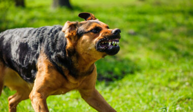 Kėdainiuose neprognozuojamo šuns šeimininkė sukandžiotą vaiką paliko likimo valioje