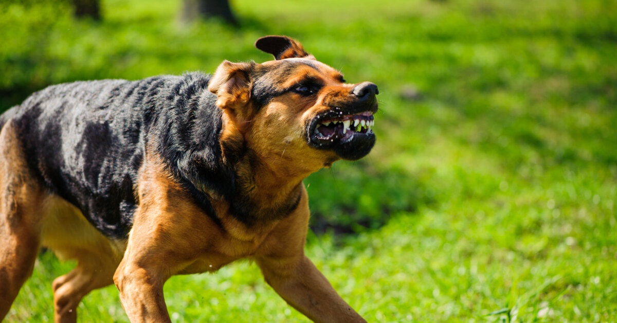 Kėdainiuose neprognozuojamo šuns šeimininkė sukandžiotą vaiką paliko likimo valioje