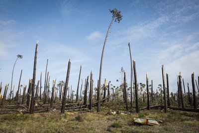 Portugalija ruošiasi naujoms liūtims