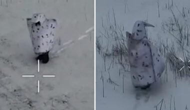 „Pas mus čia pingvinai vaikšto“: ukrainiečiai leipsta juokais iš rusų išmonės