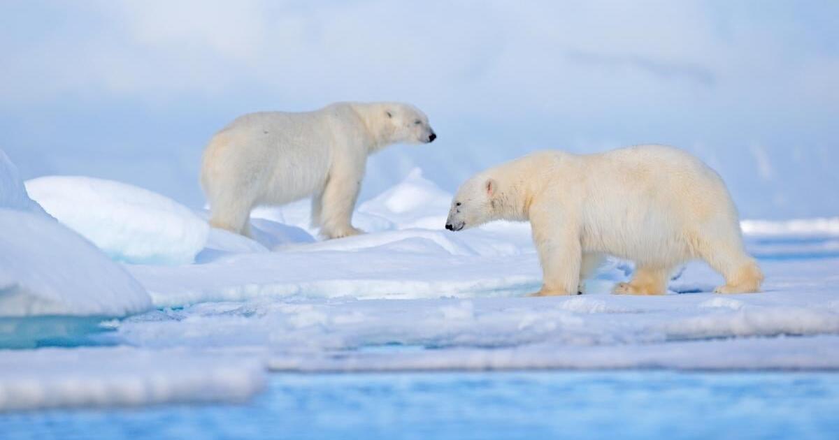 mokslininkai priblokšti dėl to, kas vyksta su baltaisiais lokiais