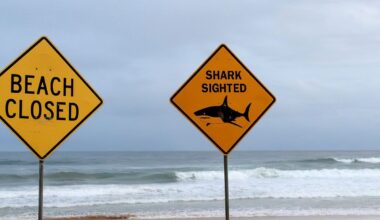 Po ryklio užpuolimo Australijoje – tragiškos pasekmės