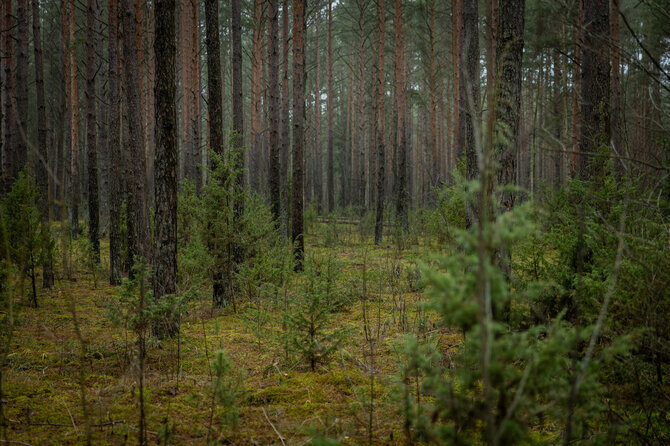 Roberto Riabovo / BNS nuotr./Būsimo Kapčiamiesčio poligono teritorija