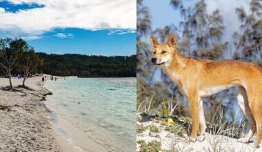 Australijos saloje rasta negyva turistė, apsupta laukinių šunų