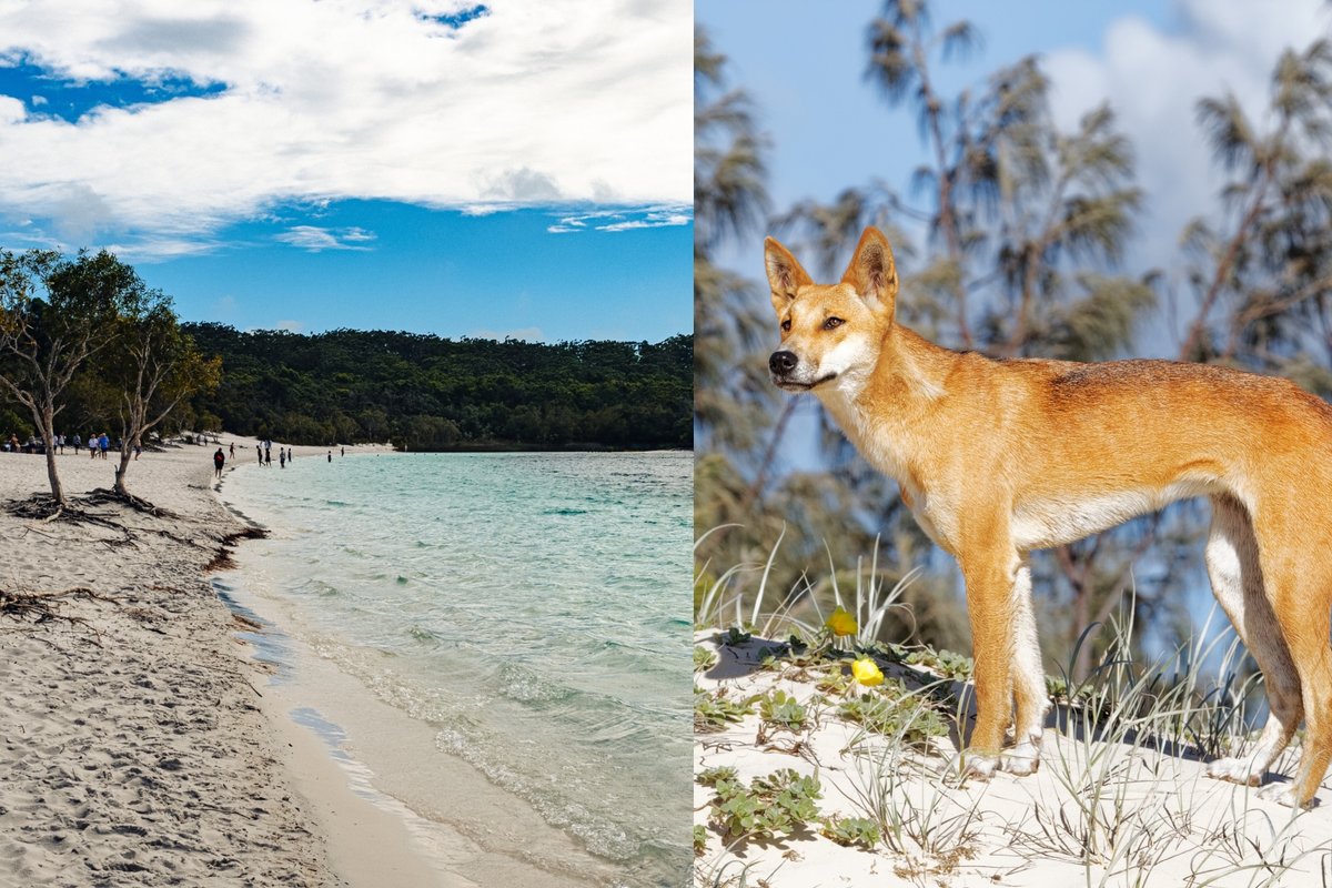 Australijos saloje rasta negyva turistė, apsupta laukinių šunų