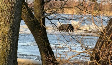 Tvenkinyje Kėdainių rajone skendo šernai