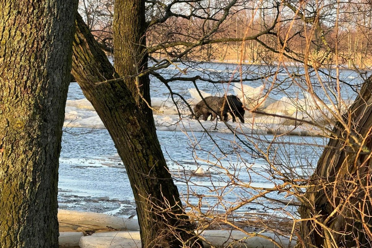 Tvenkinyje Kėdainių rajone skendo šernai