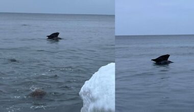 Prie Olandų kepurės įamžino netikėtą svečią – ilsėjosi ant akmens - Delfi