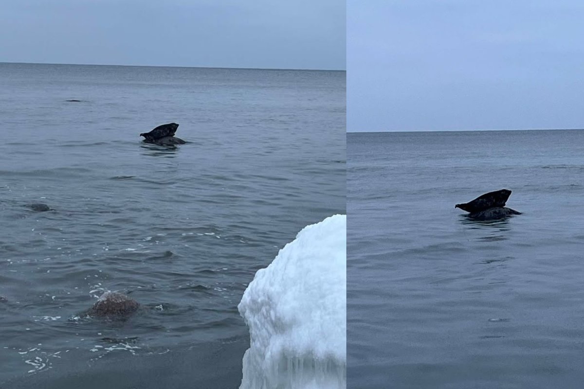 Prie Olandų kepurės įamžino netikėtą svečią – ilsėjosi ant akmens - Delfi