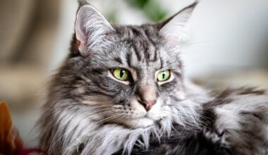 Tyrimas atskleidė tiesą: kurios kačių veislės yra natūralios, o kurios – dirbtinės?