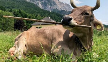 Mokslininkus pribloškė karvė, galinti naudotis įrankiais