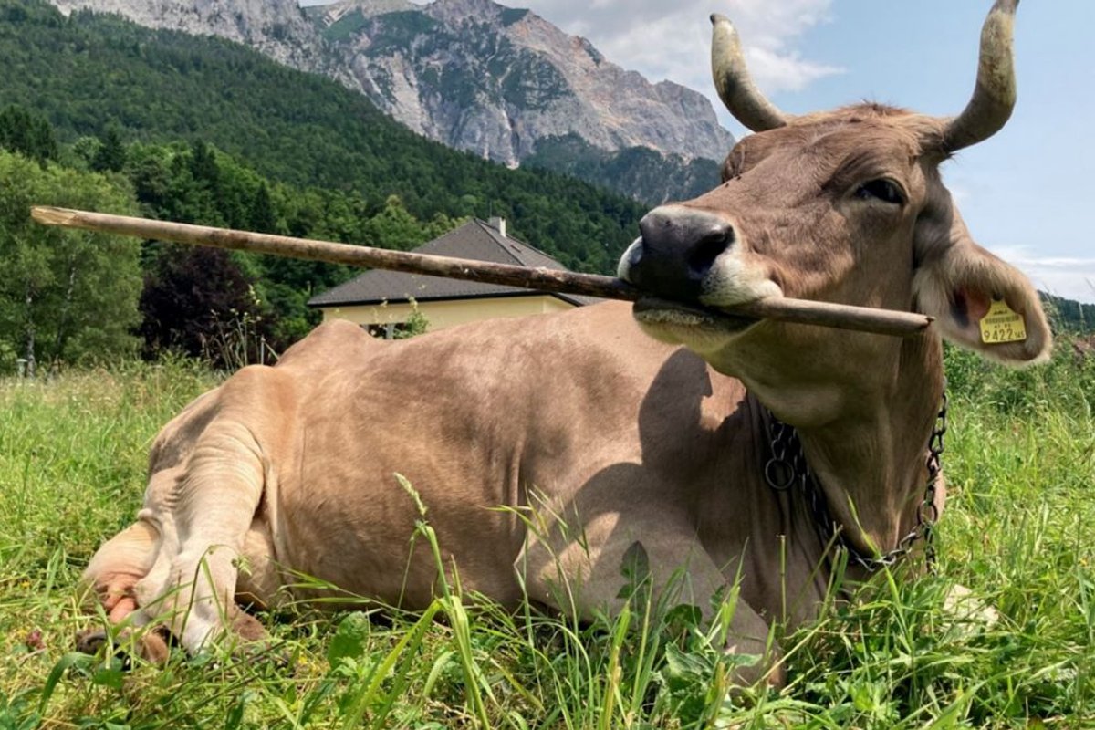 Mokslininkus pribloškė karvė, galinti naudotis įrankiais
