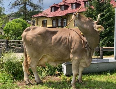Lazda besikasanti karvė Veronika.