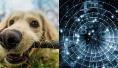 Žmonės, gimę šiais mėnesiais, moka suprasti gyvūnus be žodžių