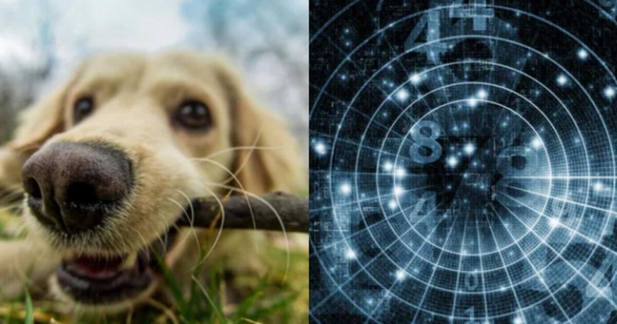 Žmonės, gimę šiais mėnesiais, moka suprasti gyvūnus be žodžių