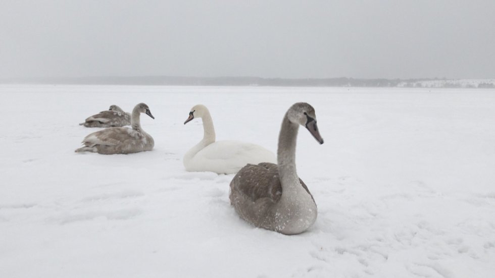 (nuotr. stop kadras)