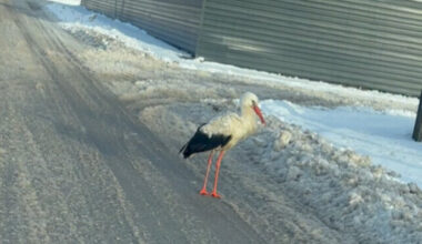 Gyventojus sujaudino per sniegą vaikštinėjantis gandras: dėl neišskridusių paukščių kalti ir gyventojai