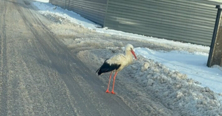 Gyventojus sujaudino per sniegą vaikštinėjantis gandras: dėl neišskridusių paukščių kalti ir gyventojai
