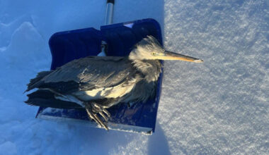 Šaltis jau žudo paukščius, ornitologas prognozuoja masinį jų kritimą