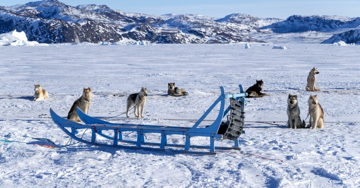 Lietuviai Grenlandijoje pamatė tai, kas patiktų ne visiems: į šunis vietiniai žiūri visai kitaip | Gyvenimas