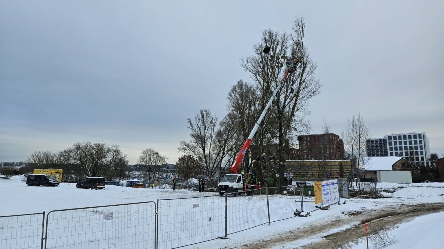 Skaitytojo Giedriaus nuotr./Kaunietis sunerimo dėl statybvietėje masiškai pjaunamų medžių