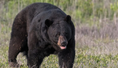 Vyras patyrė tikrą košmarą: per šventes jo namuose nusprendė apsigyventi meška | Gyvenimas