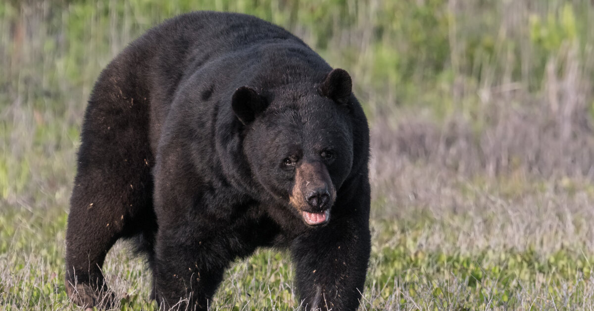 Vyras patyrė tikrą košmarą: per šventes jo namuose nusprendė apsigyventi meška | Gyvenimas